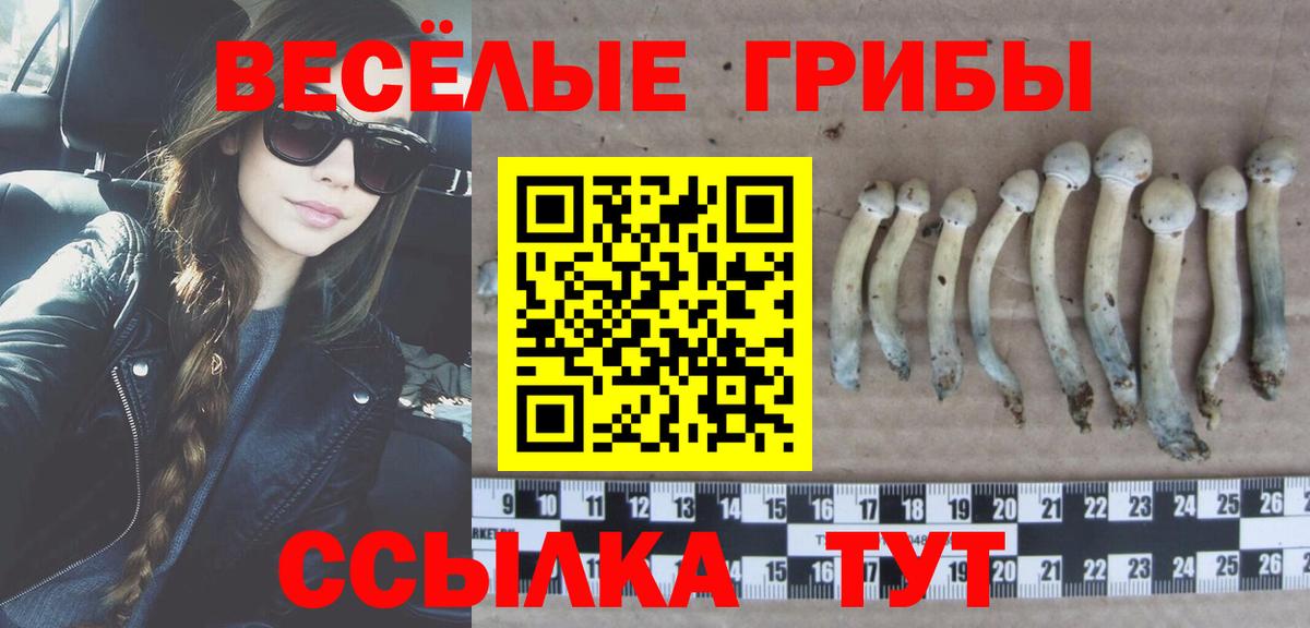 Псилоцибиновые грибы мицелий Новодвинск